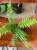 Dicksonia Antarctica (2).jpg