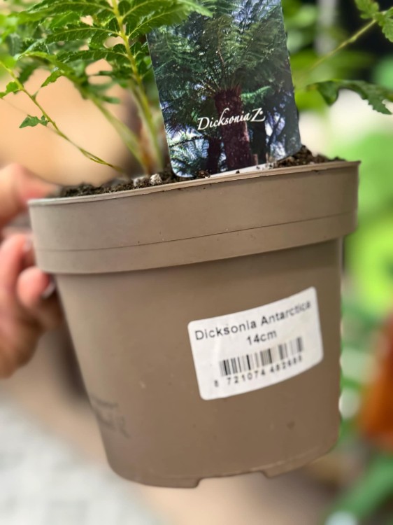 Dicksonia Antarctica (4).jpg
