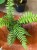 Dicksonia Antarctica (1).jpg