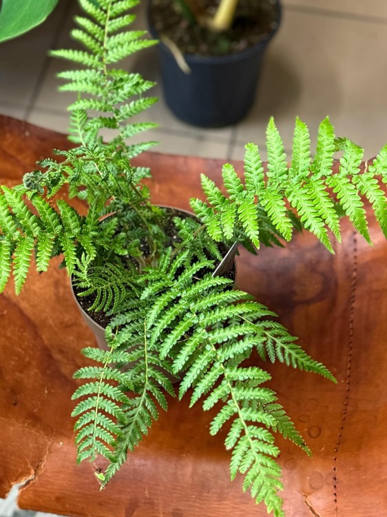 Dicksonia Antarctica (1).jpg
