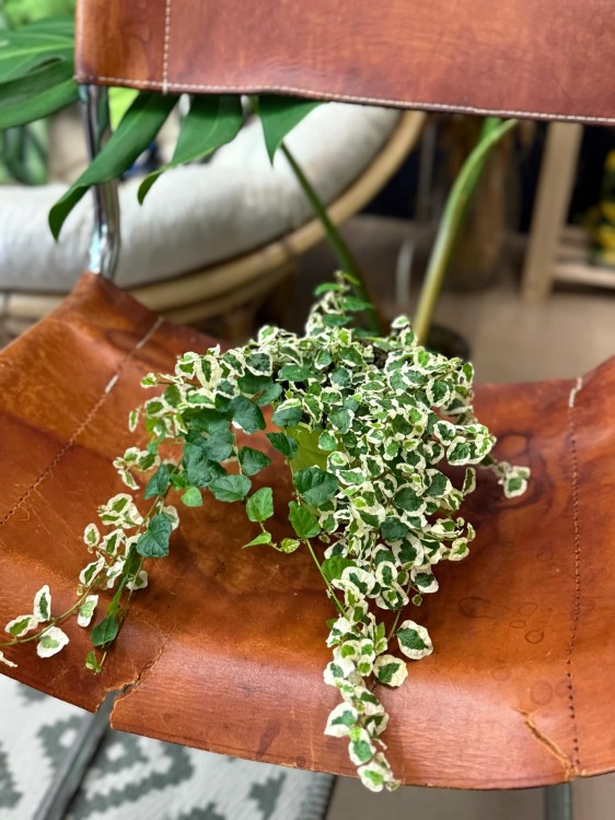 fikus pnący ficus pumila belle sunny  (2).jpg