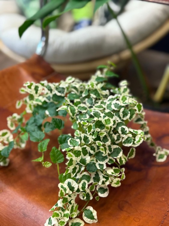 fikus pnący ficus pumila belle sunny  (3).jpg