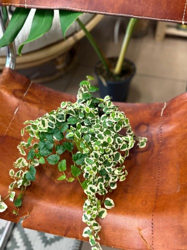 fikus pnący ficus pumila belle sunny  (4).jpg