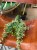 fikus pnący ficus pumila belle sunny  (4).jpg