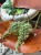 fikus pnący ficus pumila belle sunny  (1).jpg