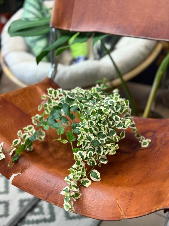 fikus pnący ficus pumila belle sunny  (1).jpg