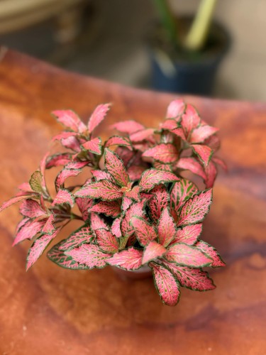 fitonia  Fittonia czerwona forest flame (3).jpg