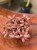 fitonia  Fittonia czerwona forest flame (3).jpg