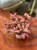 fitonia  Fittonia czerwona forest flame (1).jpg