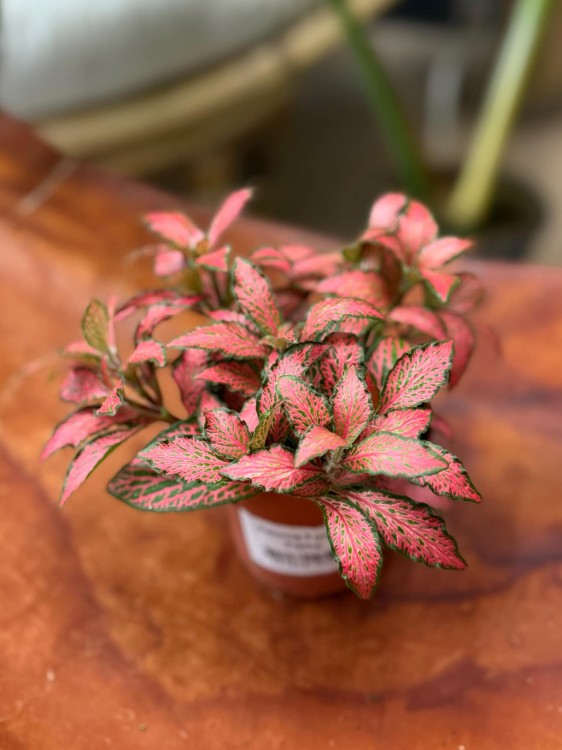 fitonia  Fittonia czerwona forest flame (1).jpg