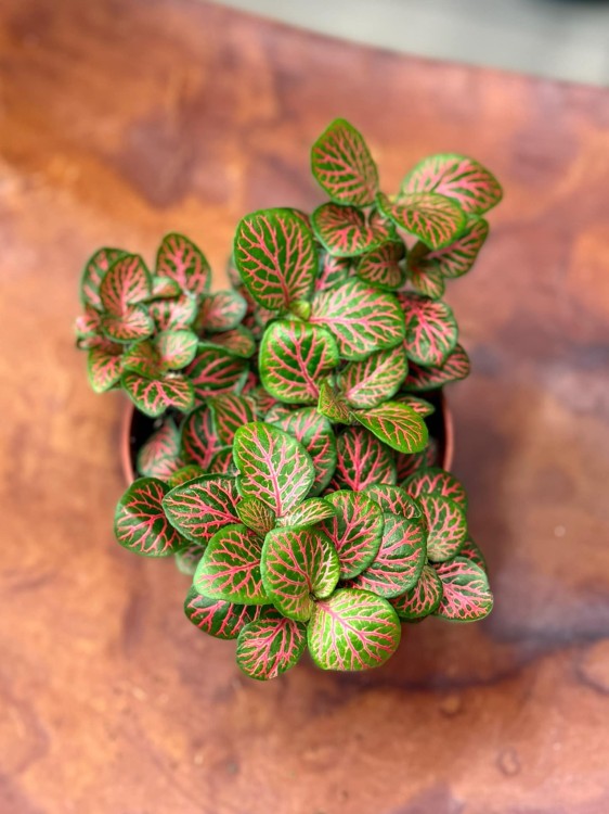 fitonia  Fittonia verschaf. 'Joly Josan (2).jpg