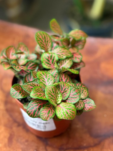 fitonia  Fittonia verschaf. 'Joly Josan (3).jpg
