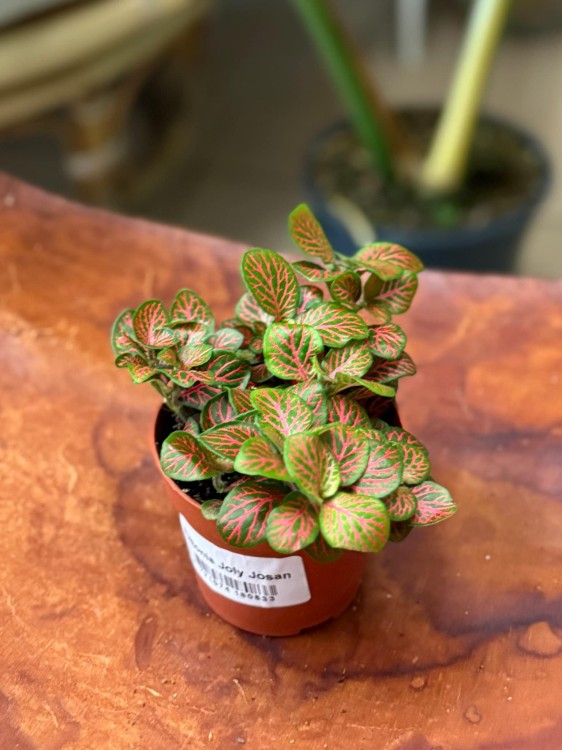 fitonia  Fittonia verschaf. 'Joly Josan (4).jpg