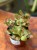 fitonia  Fittonia verschaf. 'Joly Josan (1).jpg