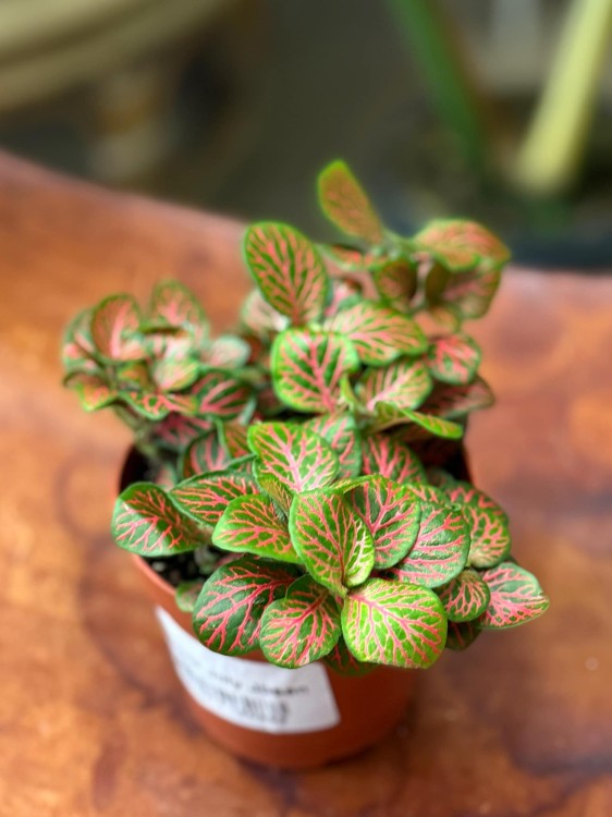 fitonia  Fittonia verschaf. 'Joly Josan (1).jpg