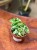 Hoya carnosa 9 cm Compacta variegata (2).jpg