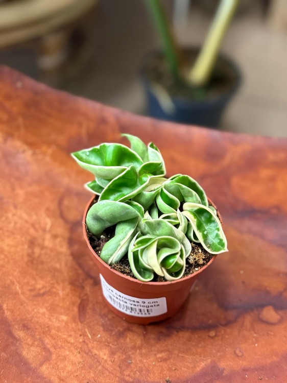 Hoya carnosa 9 cm Compacta variegata (2).jpg