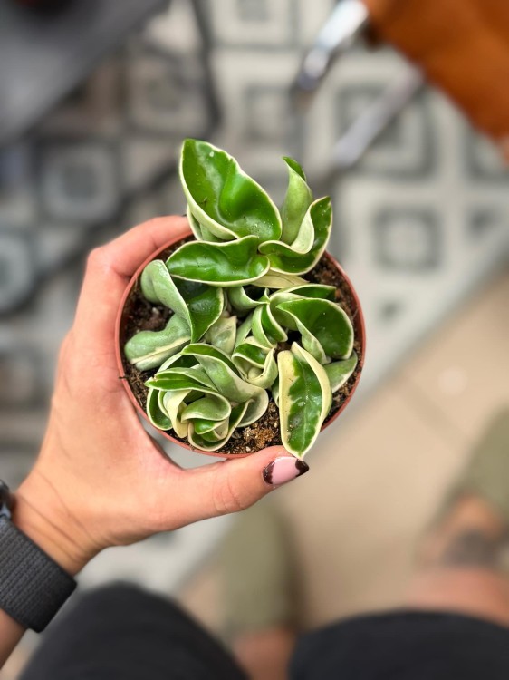 Hoya carnosa 9 cm Compacta variegata (3).jpg