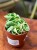 Hoya carnosa 9 cm Compacta variegata (1).jpg