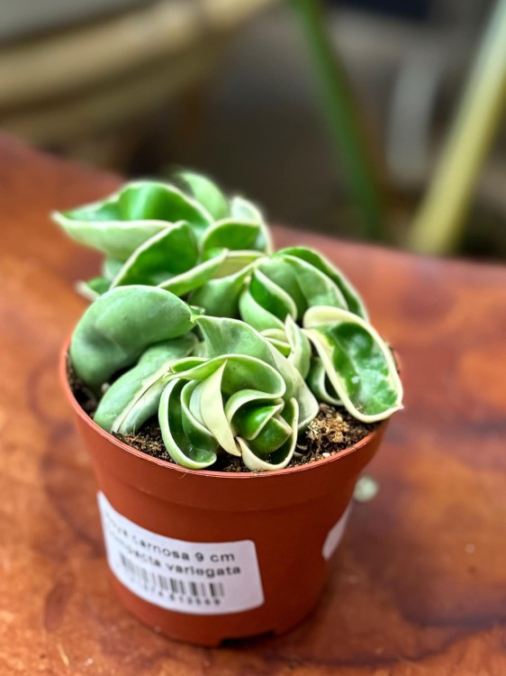 Hoya carnosa 9 cm Compacta variegata (1).jpg