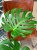 monstera dziurawa Monstera big form TYLKO KURIER (2).jpg