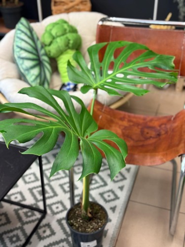 monstera dziurawa Monstera big form TYLKO KURIER (3).jpg