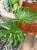 monstera dziurawa Monstera big form TYLKO KURIER (4).jpg
