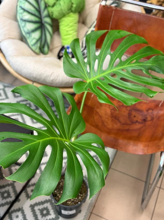 monstera dziurawa Monstera big form TYLKO KURIER (4).jpg