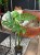 monstera dziurawa Monstera big form TYLKO KURIER (1).jpg