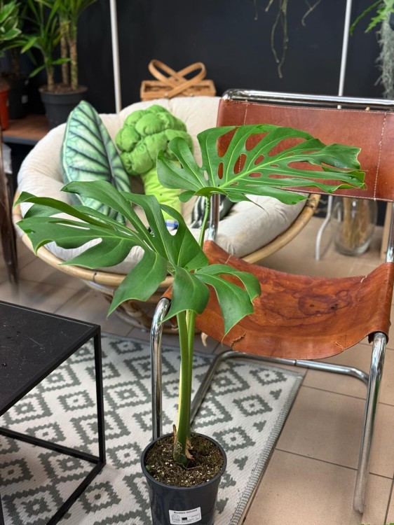 monstera dziurawa Monstera big form TYLKO KURIER (1).jpg