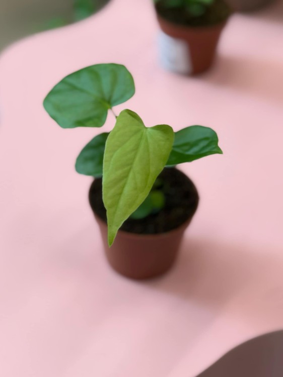 Anthurium veitchii (8).jpeg