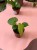 Anthurium veitchii (9).jpeg