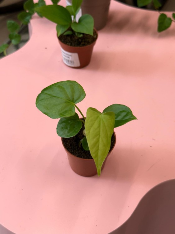 Anthurium veitchii (9).jpeg