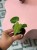 Anthurium veitchii (7).jpeg