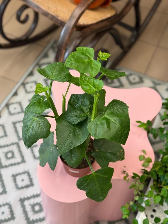 Cissus Quandrangularis (2).jpeg