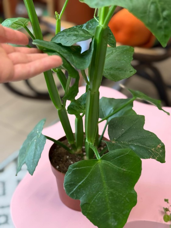 Cissus Quandrangularis (3).jpeg