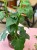Cissus Quandrangularis (4).jpeg
