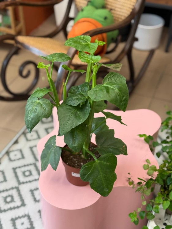 Cissus Quandrangularis (5).jpeg