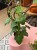 Cissus Quandrangularis (1).jpeg
