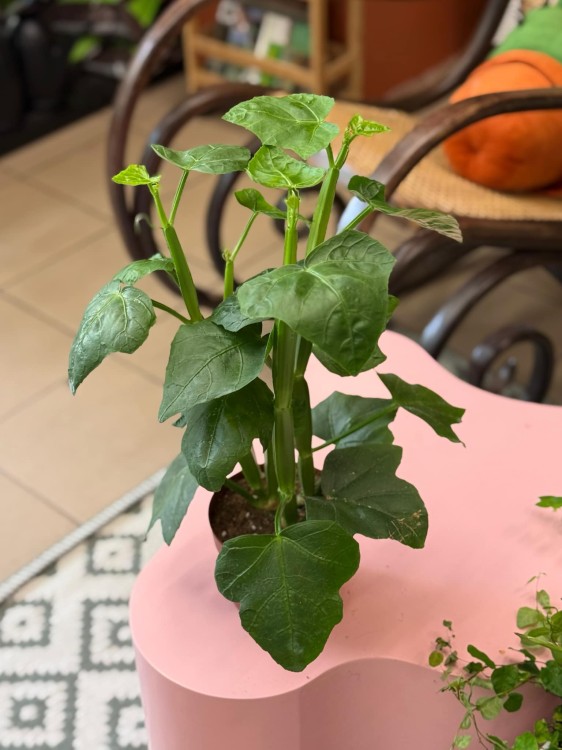 Cissus Quandrangularis (1).jpeg