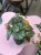Episcia Cupreata (2).jpeg