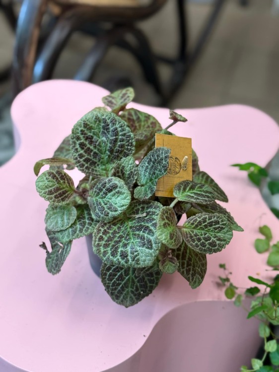 Episcia Cupreata (2).jpeg