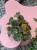 Episcia Cupreata (3).jpeg