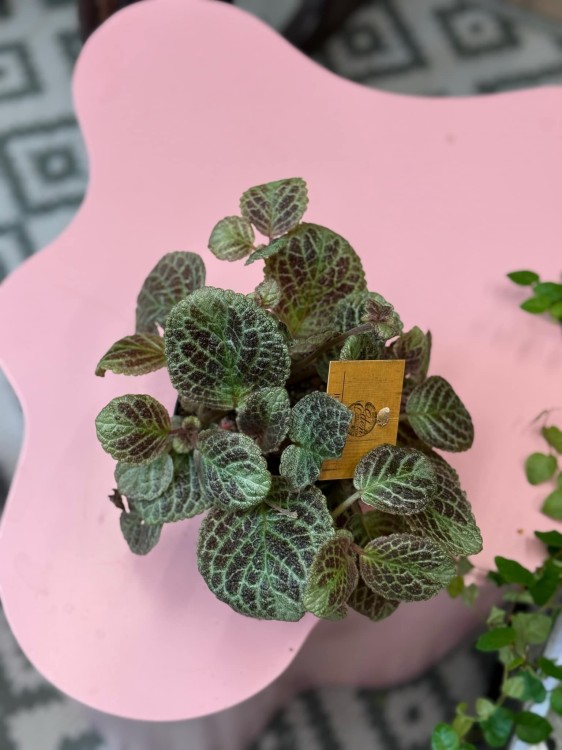Episcia Cupreata (3).jpeg