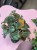 Episcia Cupreata (1).jpeg