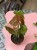 Syngonium podophyllum 'Strawberry Ice' – (2).jpeg