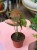 Syngonium podophyllum 'Strawberry Ice' – (3).jpeg