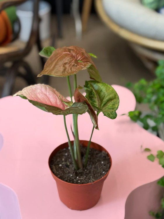 Syngonium podophyllum 'Strawberry Ice' – (3).jpeg