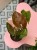 Syngonium podophyllum 'Strawberry Ice' – (4).jpeg