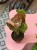 Syngonium podophyllum 'Strawberry Ice' – (1).jpeg